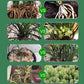🌿Solution liquide d'activation de plantes et de fleurs