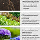 🌵🌸Comprimés nutritionnels universels vitalité pour la croissance des plantes🍃