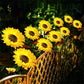 🌻 50 % DE RÉDUCTION EN CE MOMENT ! 🌞 Lampe de jardin à énergie solaire en forme de tournesol – Éclairage LED et design réaliste ✨