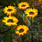 🌻 50 % DE RÉDUCTION EN CE MOMENT ! 🌞 Lampe de jardin à énergie solaire en forme de tournesol – Éclairage LED et design réaliste ✨