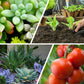 Engrais polyvalent à libération lente en comprimés pour plantes