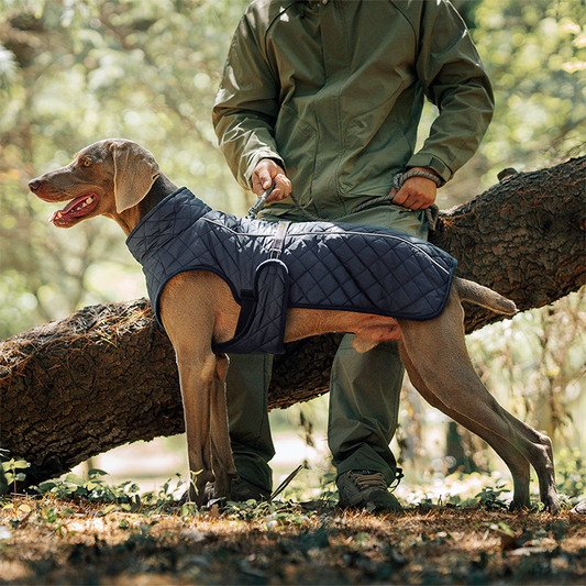🐾 Vendredi noir : 50 % de réduction ! Manteau réfléchissant d’hiver pour chiens 2025 – Doublure épaisse, col montant & sécurité nocturne 🌈🧥