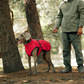 🐾 Vendredi noir : 50 % de réduction ! Manteau réfléchissant d’hiver pour chiens 2025 – Doublure épaisse, col montant & sécurité nocturne 🌈🧥