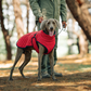 🐾 Vendredi noir : 50 % de réduction ! Manteau réfléchissant d’hiver pour chiens 2025 – Doublure épaisse, col montant & sécurité nocturne 🌈🧥