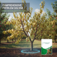 Engrais à libération contrôlée pour fruits