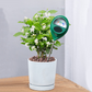 Humidimètre de sol professionnel pour plantes d’intérieur et d’extérieur