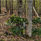 Branche de camouflage de chasse pliable