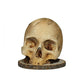🎃 PROMO CHAUDE – 50% DE RÉDUCTION ! 💀 Porte-Couteaux Crâne Gothique – Résine Premium, Design Unique & Fonctionnel – Rangez Vos Couteaux avec Style – Idéal pour Cuisine ou Salle à Manger 🔪✨