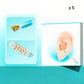 Kit d’outils adhésifs pour le nettoyage des oreilles